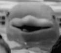 james the dolphin.png