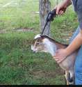 This kills the goat.jpg