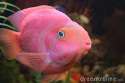 red-parrot-fish-6790078.jpg