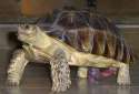turtle penis.jpg
