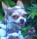 aw ye das it dog.png