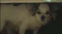 dog1.jpg