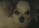 dog2.jpg