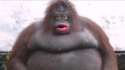 le monke.jpg