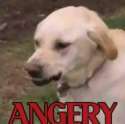 angery.jpg