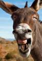 donkey-laughing.jpg