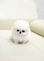 i-just-want-to-cuddle-it-l1.jpg