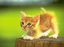 Pussy-Cat-Picture-Little-Golden-Kitten-on-Wood-Standing-Up-Tall.jpg
