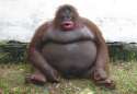 monke.jpg
