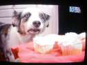 cupcakes dog.jpg