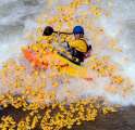 duck-race_1863655i.jpg