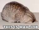 funny-pictures-cat-does-his-job.jpg