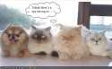 funny-pictures-cat-spots-an-intruder.jpg