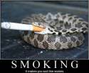 smoking cool snakes434.jpg