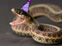 _photoshop__birthday_snek_by_eifle79-d9xlwk4.png