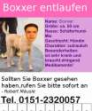 boxxer entlaufen.jpg