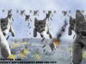 kittens_dresden1945.jpg