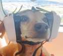airplane dog.png