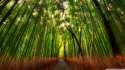 bamboo_forest-wallpaper-2560x1440.jpg
