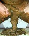 Muddy_dicks.jpg