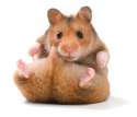 syrian-hamster-4.jpg