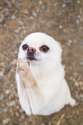 DoggoAnticipate.jpg