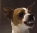 AngryDoggo.png