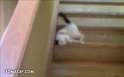 1499541539055.gif