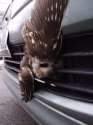 grilled owl.jpg
