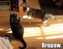 bropaw.jpg