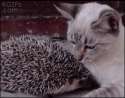 Hedgehog dilemna.gif