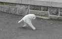 2leggedCAt.jpg