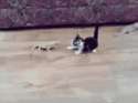 catattack.gif