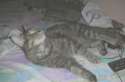 my-cat-2.png