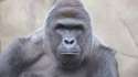 harambe_is_bae.jpg