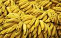lots_of_bananas.jpg