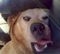 derp dog.jpg