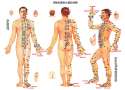 ob_3ab2f1_art-martial-point-vitaux-meridiens.jpg