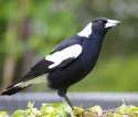 magpie-01.jpg