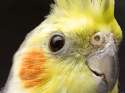 o-COCKATIEL-facebook.jpg