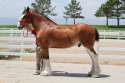 budweiser clydesdale spotlight kelso.jpg