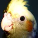 Cockatiel_face.jpg