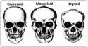 skulls compared.jpg
