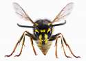 drunkwasp.jpg