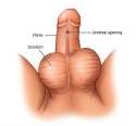 PENIS.jpg