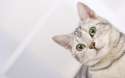 13-cat-american-shorthair-hd-wallpapercat-wallpaper.jpg