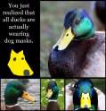 Duck Mask.jpg