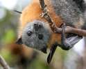 FlyingFox.jpg