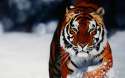 animal-wallpaper-06.jpg