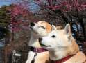 akita-kun pls.png